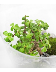 Portulacaria bonsai in... 2