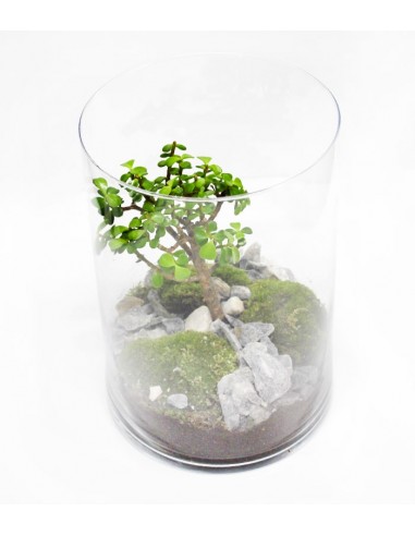 Portulacaria bonsai in terrarium