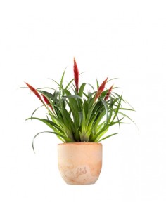 Guzmania Astrid Red