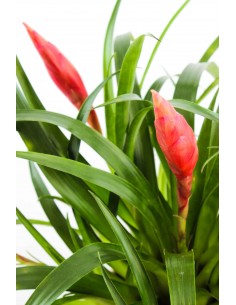 Guzmania Astrid Red 2