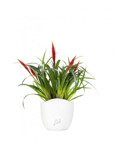 Guzmania Astrid Red
