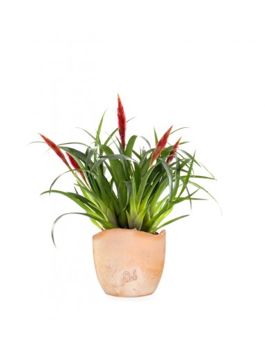 Guzmania Astrid Red