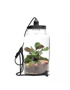 Lampada con calathea