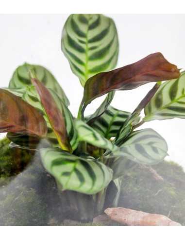 Lampada con calathea Lampada con calathea