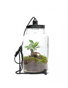 Lampada con ficus ginseng