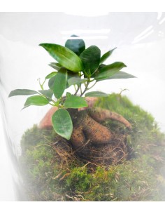 Lampada con ficus ginseng 2