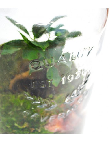 Lampada con ficus ginseng