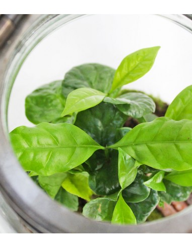 Lanterna terrarium con led Lanterna terrarium con led
