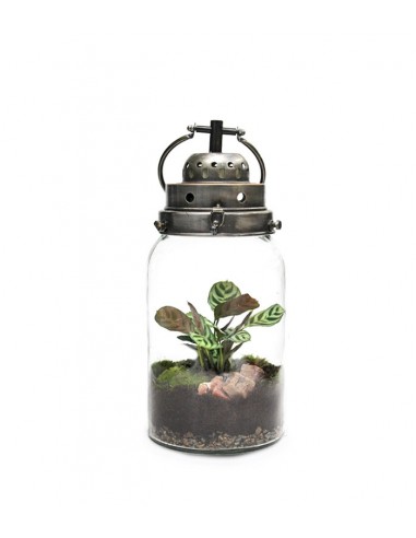 Lanterna terrarium con led Lanterna terrarium con led