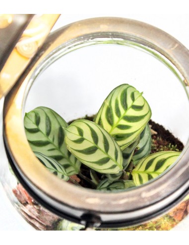 Lanterna terrarium con led Lanterna terrarium con led