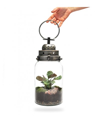 Lanterna terrarium con led Lanterna terrarium con led