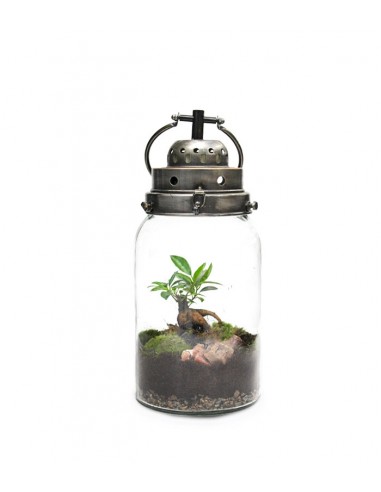 Lanterna terrarium con led Lanterna terrarium con led