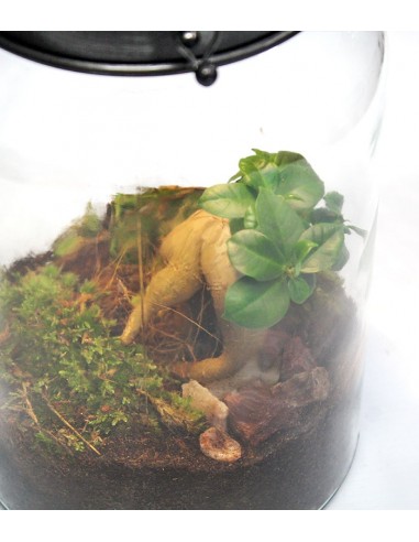 Lanterna terrarium con led Lanterna terrarium con led