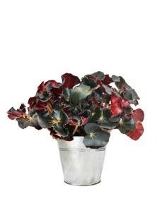 Begonia Jungle Black