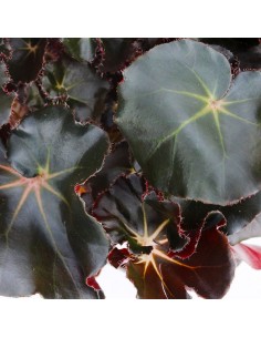 Begonia Jungle Black 2