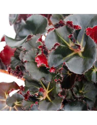 Begonia Jungle Black