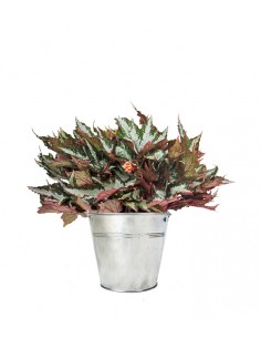 Begonia Sumatra Green