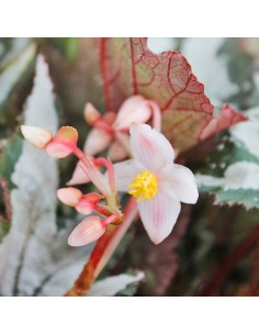 Begonia Sumatra Green 2