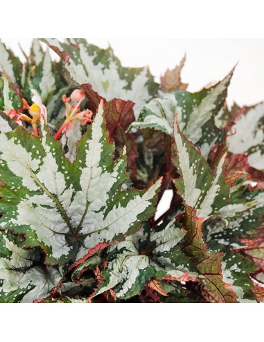 Begonia Sumatra Green