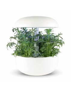 CAPSULE 3X Cavolo Lacy 2