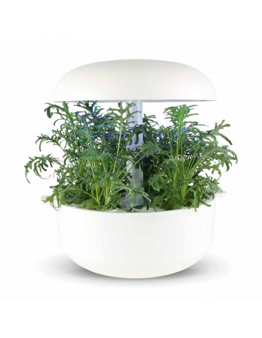 CAPSULE 3X Cavolo Lacy