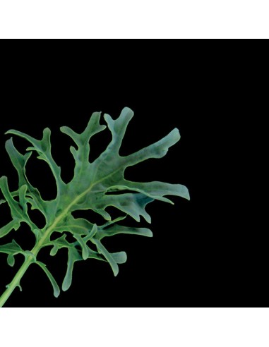 CAPSULE 3X Cavolo Lacy