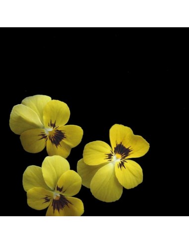 CAPSULA 3X Viola Gialla