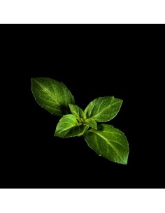 CAPSULE 3X Basilico a... 2