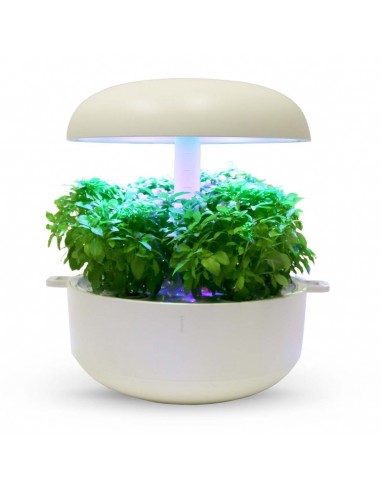 CAPSULE 3X Basilico a piccole foglie