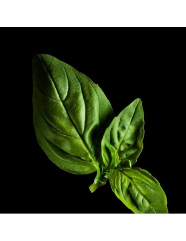 Capsule 3X Basilico limone PLANTUI