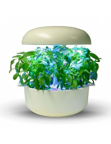 Capsule 3X Basilico limone PLANTUI