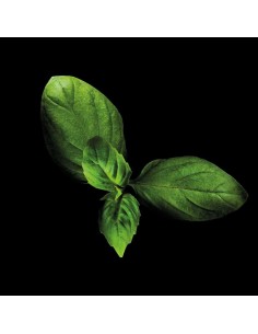 CAPSULE 3X Basilico Piccante 2