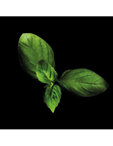 CAPSULE 3X Basilico Piccante