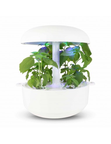 CAPSULE 3X Basilico Piccante