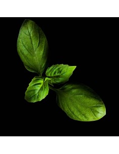 Capsule 3X Basilico PLANTUI 2