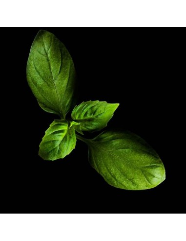 Capsule 3X Basilico PLANTUI