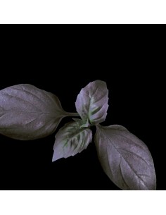 CAPSULE 3X Basilico Scuro 2