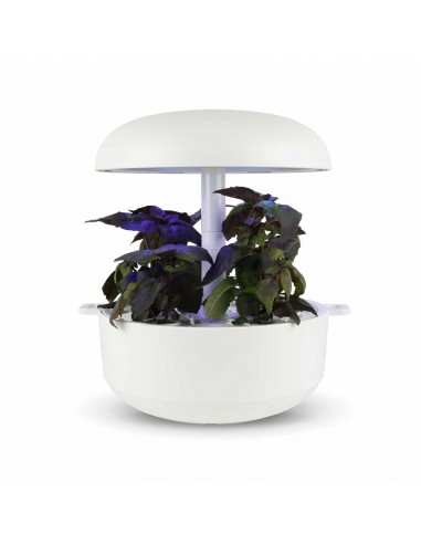 CAPSULE 3X Basilico Scuro