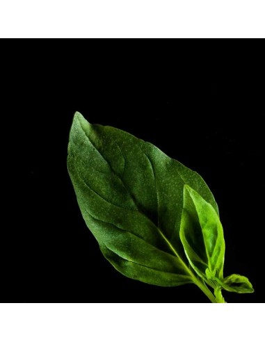 Capsule 3X Basilico Thailandese  PLANTUI