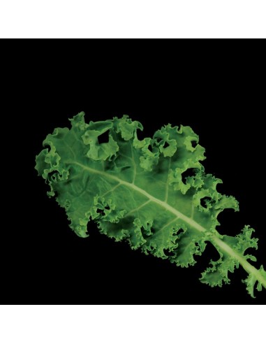 Capsule 3X Cavolo Riccio Verde