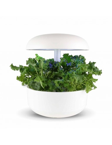 Capsule 3X Cavolo Riccio Verde