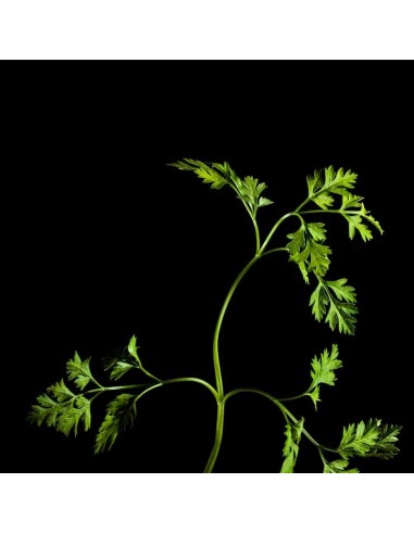 CAPSULE 3X Cerfoglio