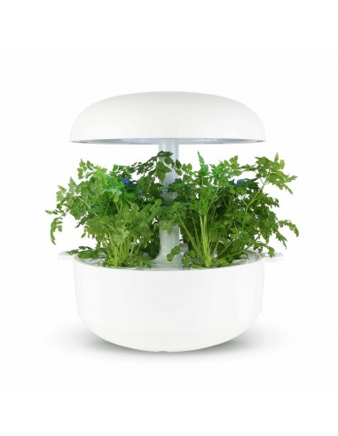 CAPSULE 3X Cerfoglio