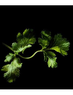 Capsule 3X Coriandolo PLANTUI 2