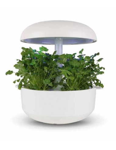 Capsule 3X Coriandolo PLANTUI