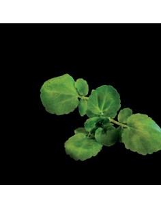 Capsule 3X Crescione d'acqua 2