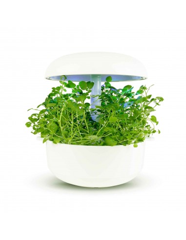 Capsule 3X Crescione d'acqua