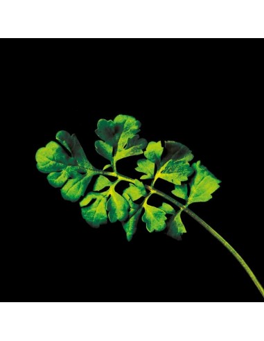 CAPSULE 3X Crescione dei Giardini