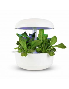 CAPSULE 3X Foglia di Senape... 2