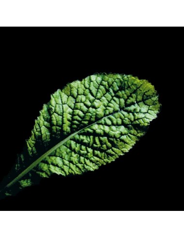 CAPSULE 3X Foglia di Senape 'Gigante...